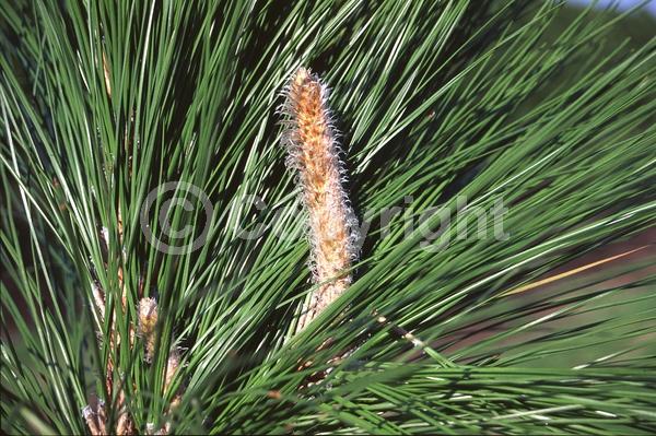 Yellow blooms; Evergreen; Needles or needle-like leaf; North American Native