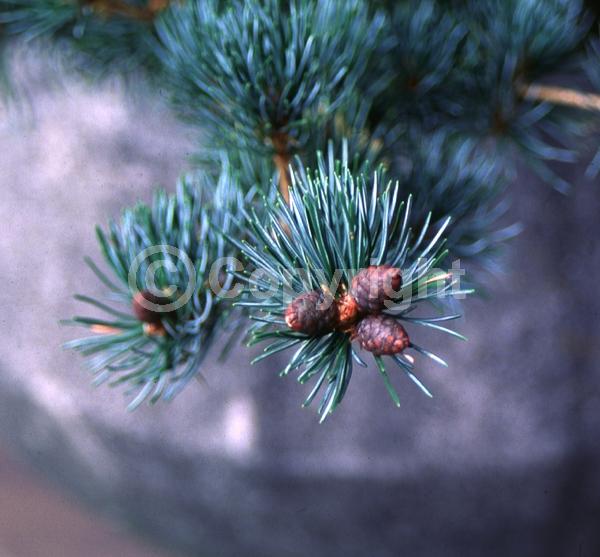 Yellow blooms; Evergreen; Needles or needle-like leaf