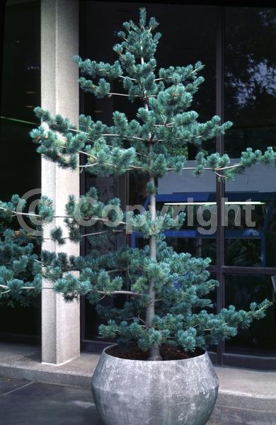 Yellow blooms; Evergreen; Needles or needle-like leaf