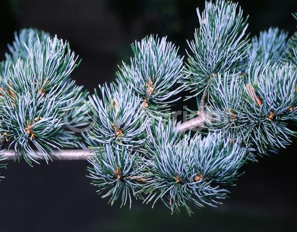 Yellow blooms; Evergreen; Needles or needle-like leaf