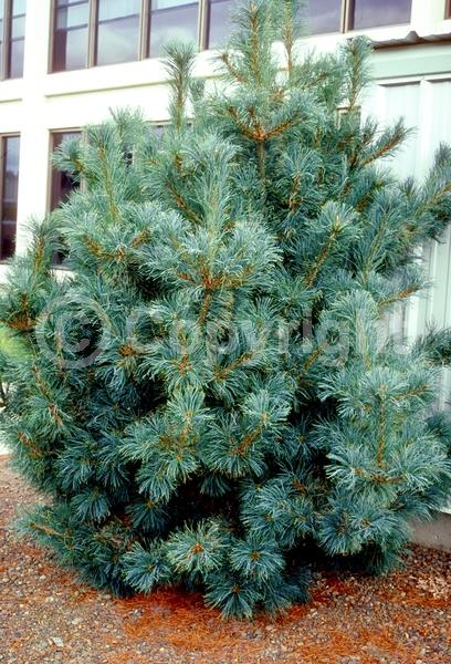 Yellow blooms; Evergreen; Needles or needle-like leaf