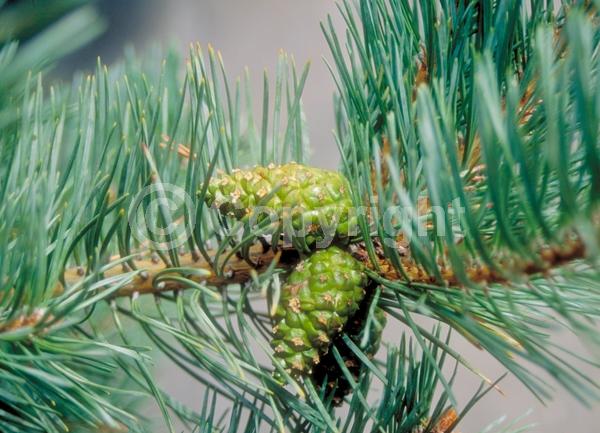Yellow blooms; Evergreen; Needles or needle-like leaf