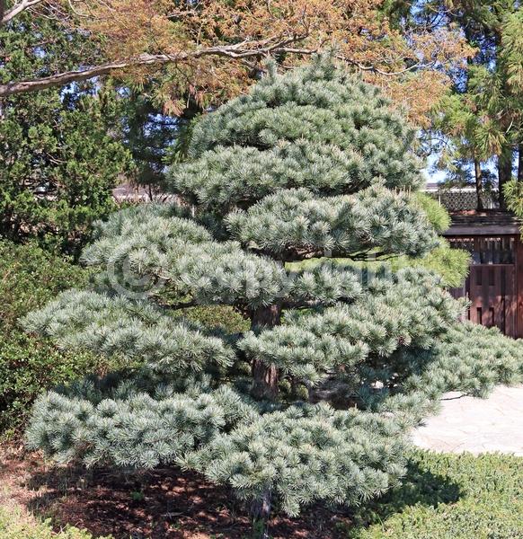 Yellow blooms; Evergreen; Needles or needle-like leaf