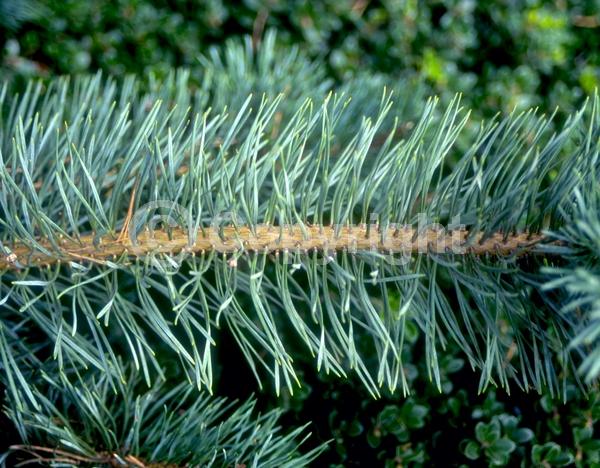 Yellow blooms; Evergreen; Needles or needle-like leaf