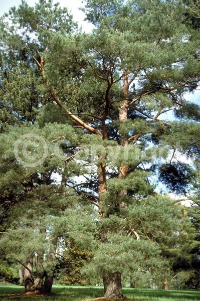 Yellow blooms; Evergreen; Needles or needle-like leaf