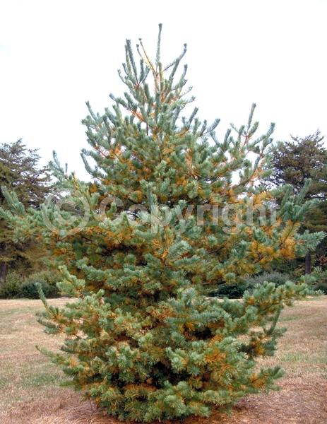 Yellow blooms; Evergreen; Needles or needle-like leaf