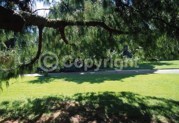 Evergreen; Needles or needle-like leaf