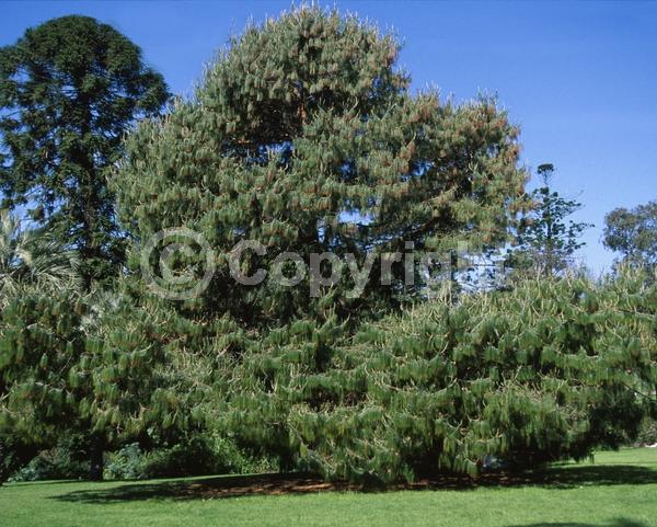 Evergreen; Needles or needle-like leaf