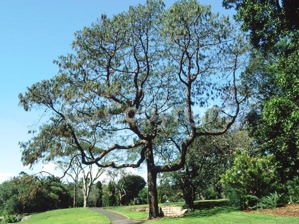 Evergreen; Needles or needle-like leaf