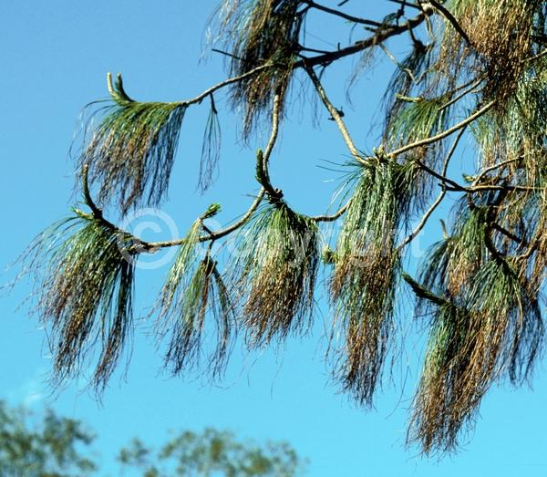 Evergreen; Needles or needle-like leaf