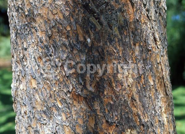 Evergreen; Needles or needle-like leaf
