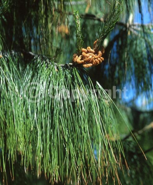 Evergreen; Needles or needle-like leaf