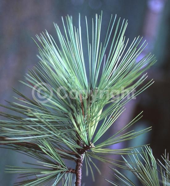 Yellow blooms; Pink blooms; Evergreen; Needles or needle-like leaf