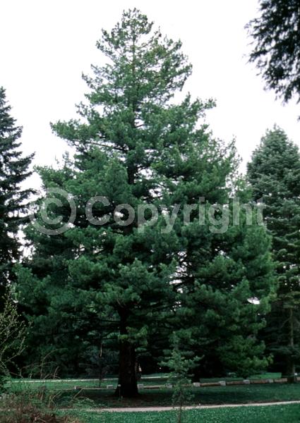Yellow blooms; Pink blooms; Evergreen; Needles or needle-like leaf