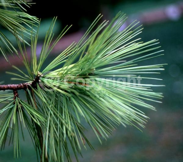 Yellow blooms; Pink blooms; Evergreen; Needles or needle-like leaf