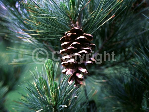 Yellow blooms; Pink blooms; Evergreen; Needles or needle-like leaf