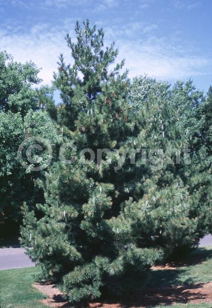 Yellow blooms; Pink blooms; Evergreen; Needles or needle-like leaf