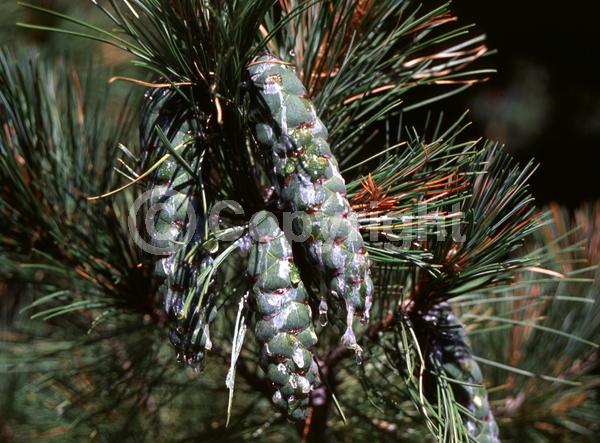 Yellow blooms; Pink blooms; Evergreen; Needles or needle-like leaf