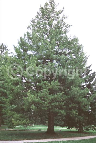 Yellow blooms; Pink blooms; Evergreen; Needles or needle-like leaf