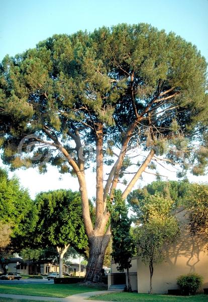 Yellow blooms; Evergreen; Needles or needle-like leaf
