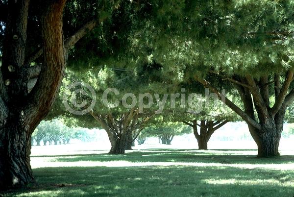 Yellow blooms; Evergreen; Needles or needle-like leaf