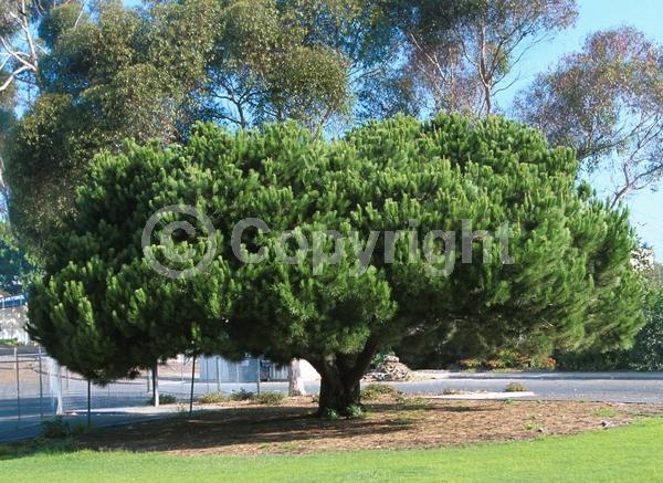 Yellow blooms; Evergreen; Needles or needle-like leaf