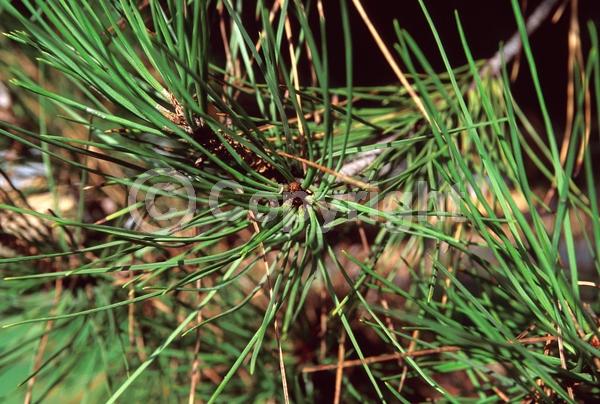 Yellow blooms; Evergreen; Needles or needle-like leaf