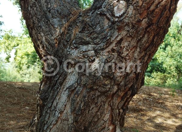 Yellow blooms; Evergreen; Needles or needle-like leaf