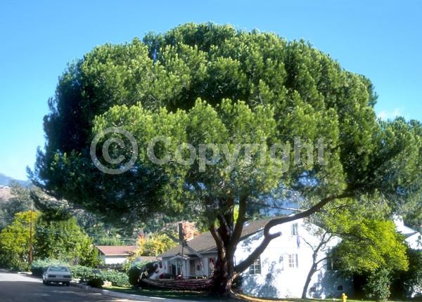 Yellow blooms; Evergreen; Needles or needle-like leaf