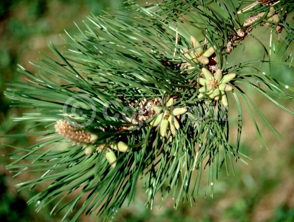 Red blooms; Purple blooms; Evergreen; Needles or needle-like leaf; North American Native