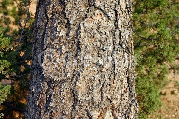 Red blooms; Purple blooms; Evergreen; Needles or needle-like leaf; North American Native