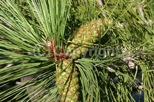 Red blooms; Purple blooms; Evergreen; Needles or needle-like leaf; North American Native