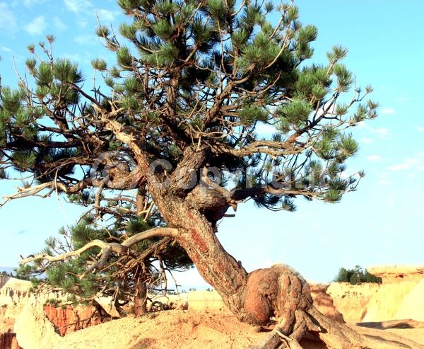 Red blooms; Purple blooms; Evergreen; Needles or needle-like leaf; North American Native