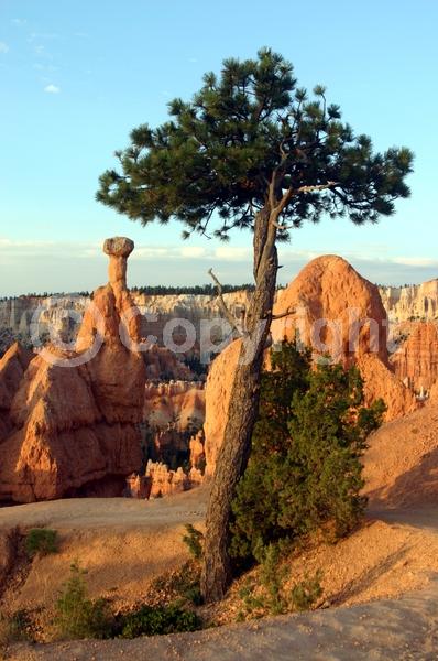 Red blooms; Purple blooms; Evergreen; Needles or needle-like leaf; North American Native