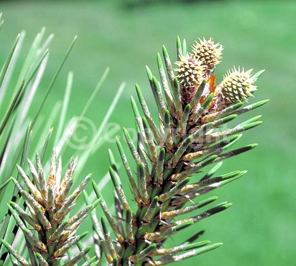 Red blooms; Purple blooms; Evergreen; Needles or needle-like leaf; North American Native