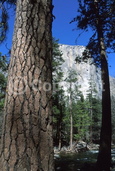 Red blooms; Purple blooms; Evergreen; Needles or needle-like leaf; North American Native