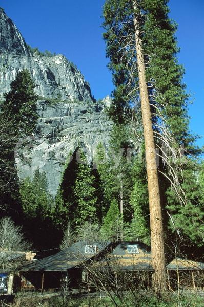 Red blooms; Purple blooms; Evergreen; Needles or needle-like leaf; North American Native