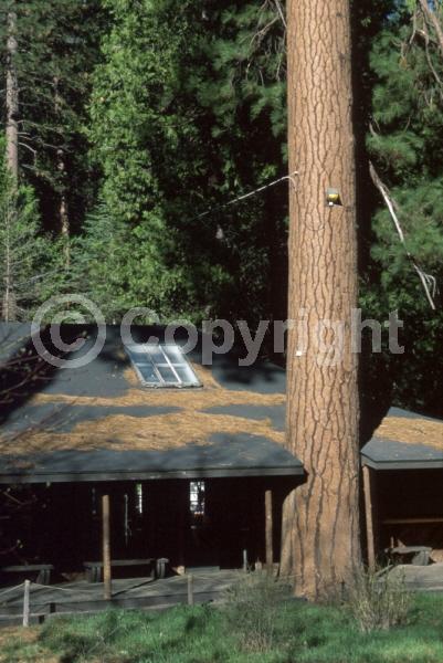 Red blooms; Purple blooms; Evergreen; Needles or needle-like leaf; North American Native