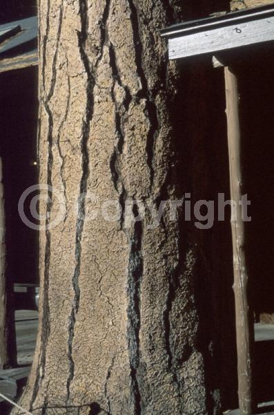 Red blooms; Purple blooms; Evergreen; Needles or needle-like leaf; North American Native