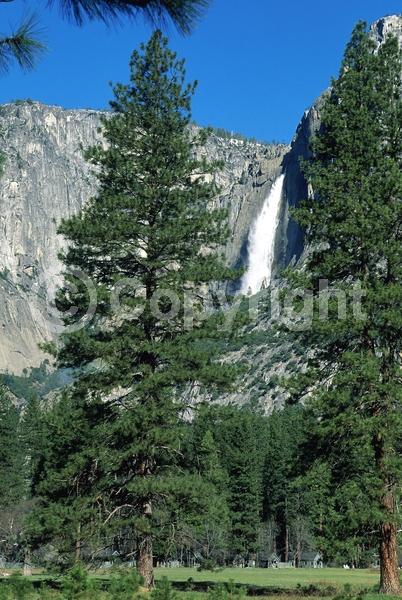 Red blooms; Purple blooms; Evergreen; Needles or needle-like leaf; North American Native