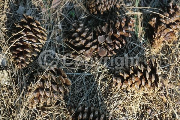 Red blooms; Purple blooms; Evergreen; Needles or needle-like leaf; North American Native