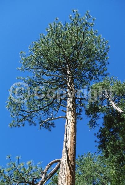 Red blooms; Purple blooms; Evergreen; Needles or needle-like leaf; North American Native