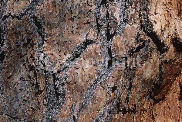 Red blooms; Purple blooms; Evergreen; Needles or needle-like leaf; North American Native