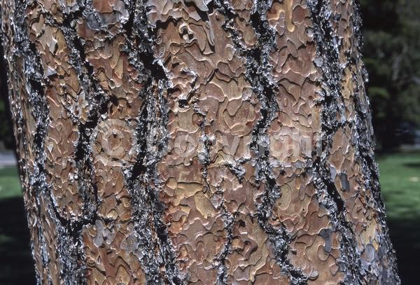 Red blooms; Purple blooms; Evergreen; Needles or needle-like leaf; North American Native