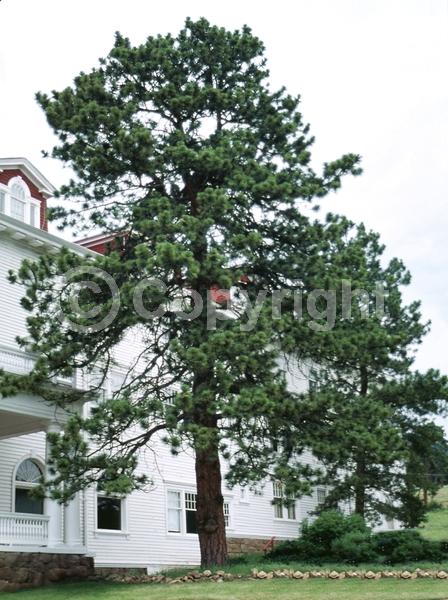 Red blooms; Purple blooms; Evergreen; Needles or needle-like leaf; North American Native