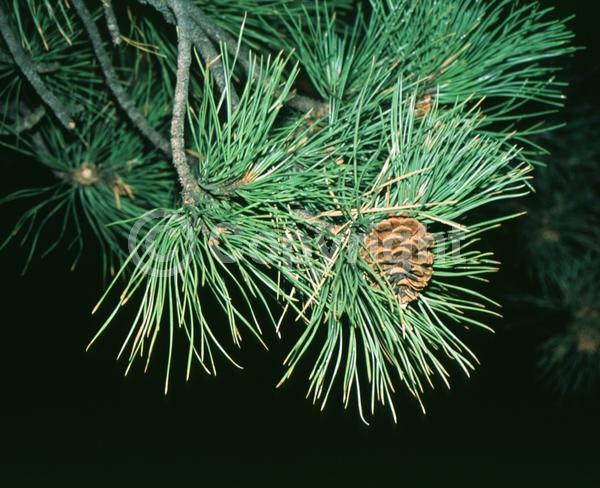 Red blooms; Purple blooms; Evergreen; Needles or needle-like leaf; North American Native