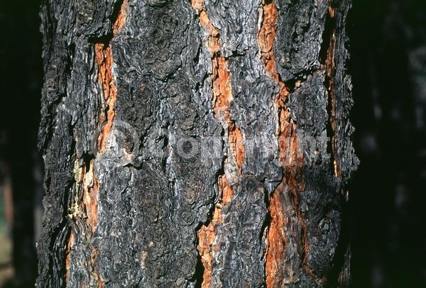Red blooms; Purple blooms; Evergreen; Needles or needle-like leaf; North American Native