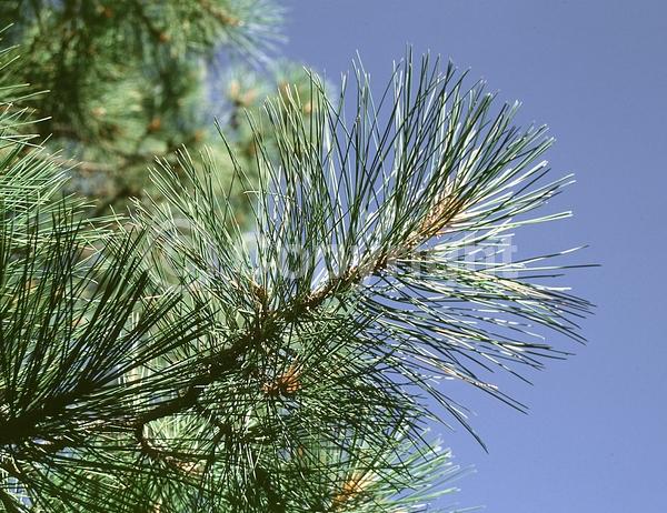 Red blooms; Purple blooms; Evergreen; Needles or needle-like leaf; North American Native