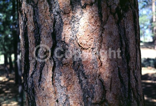 Red blooms; Purple blooms; Evergreen; Needles or needle-like leaf; North American Native