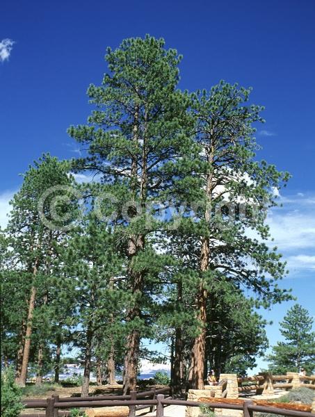 Red blooms; Purple blooms; Evergreen; Needles or needle-like leaf; North American Native